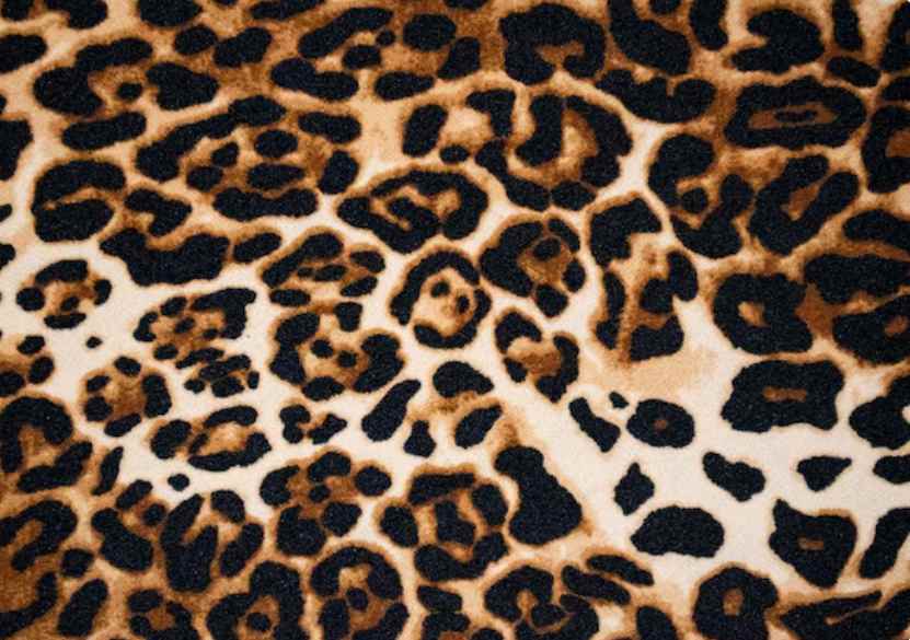 Leopard print wild animal fur texture or background